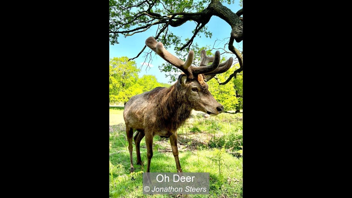 Oh Deer_Jonathon Steers